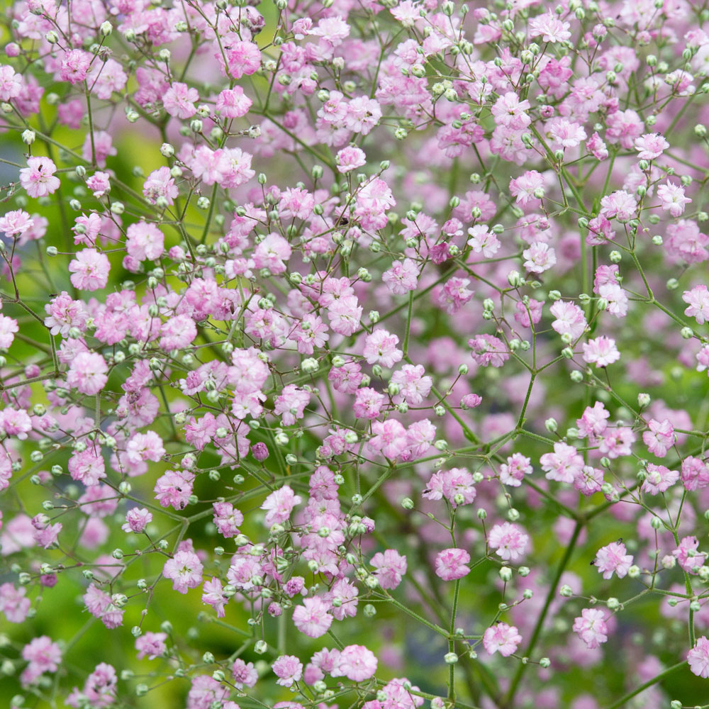 Gypsophila paniculata PINK